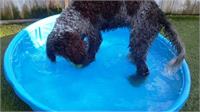 daycare pic 44 - Penny in pool